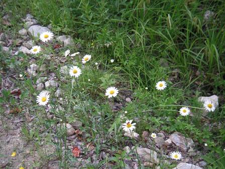 wild daisies at USFS 71, midway along the hike